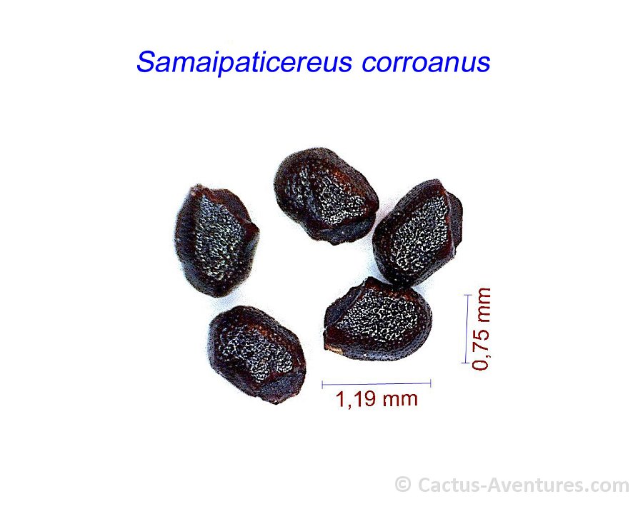 Samaipaticereus corroanus